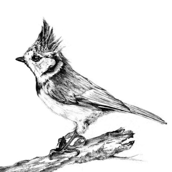 Mésange (Nom commun) 