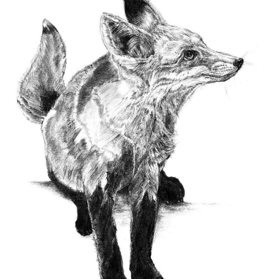 Renard (Nom commun) 
