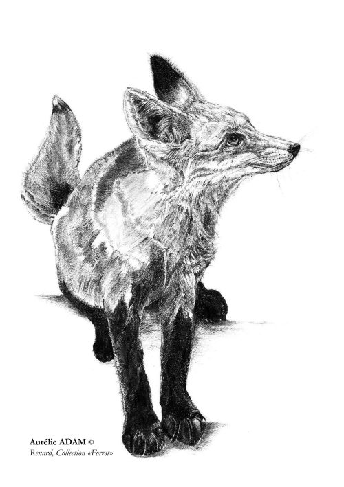 Renard-A5-Copyright-1